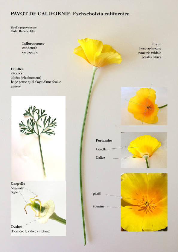 Annexe Pavot fiche.jpg