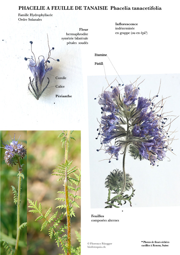 Annexe Phacélie fiche.jpg