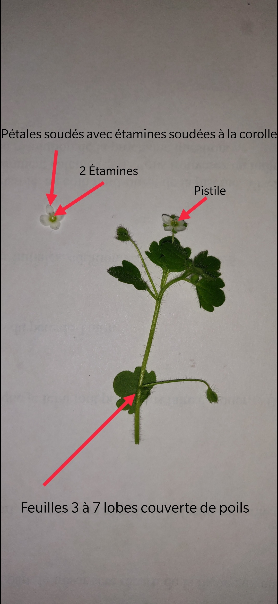 Annexe Screenshot_20200504-165454.jpg