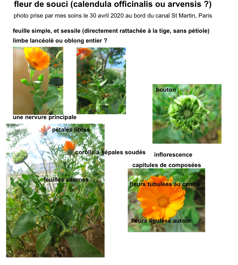 Annexe calenduma officinalis_1.jpg