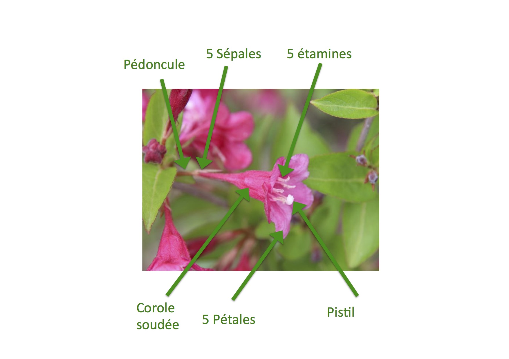 Annexe Présentation1.jpg