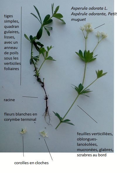 Annexe IMG_20200504_170238.jpg