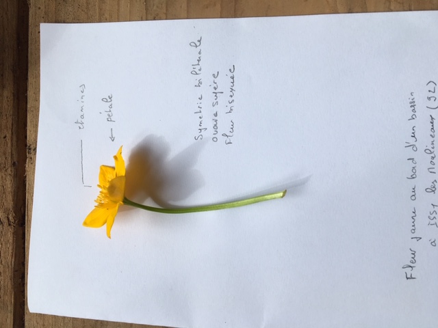 Annexe description-fleur-3.JPG