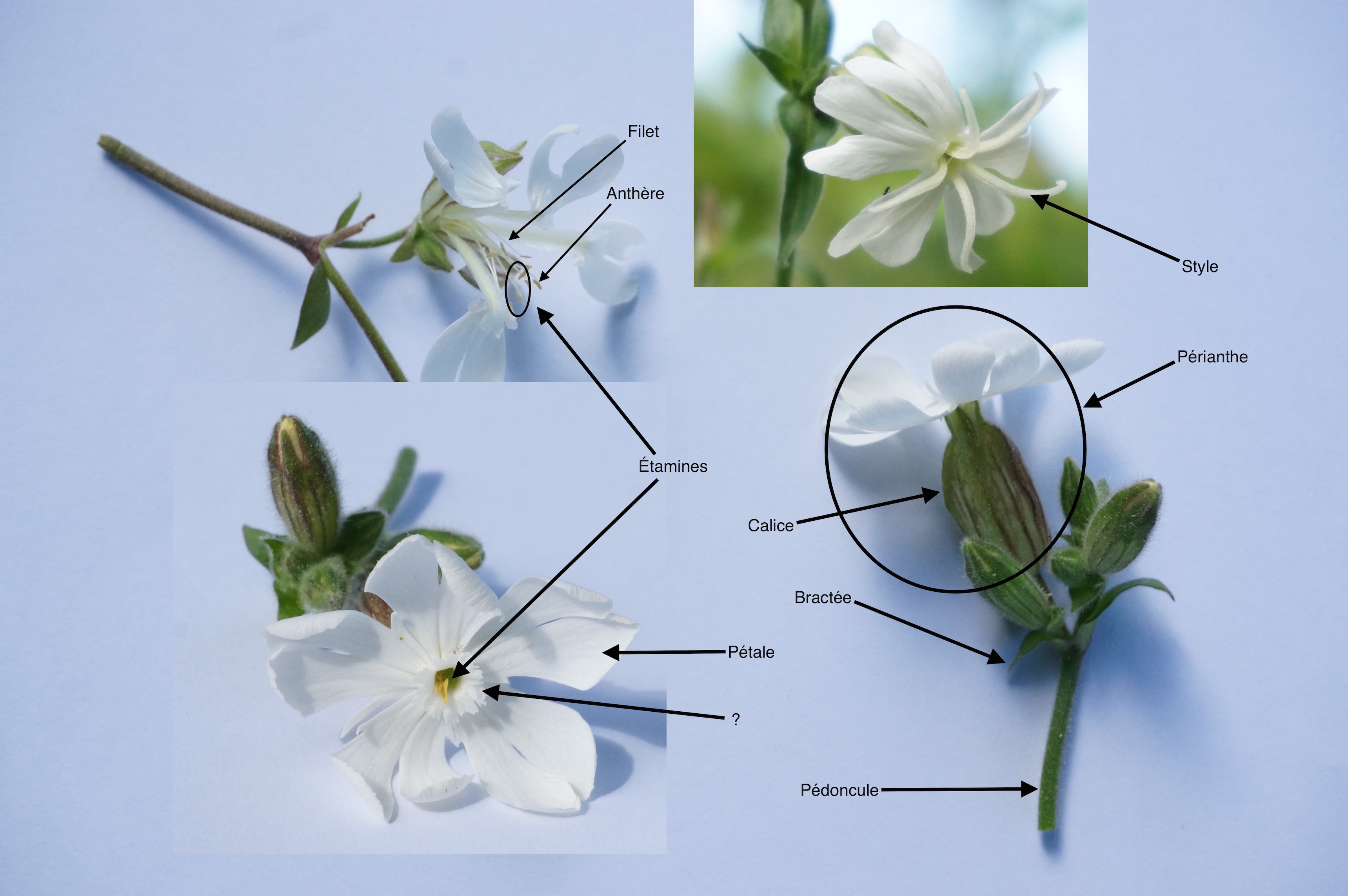 Annexe Compagnon blanc (Silene Latifolia) 3.jpg