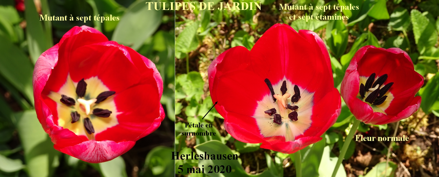 Annexe Tulipes-mutantes-JLP.jpg
