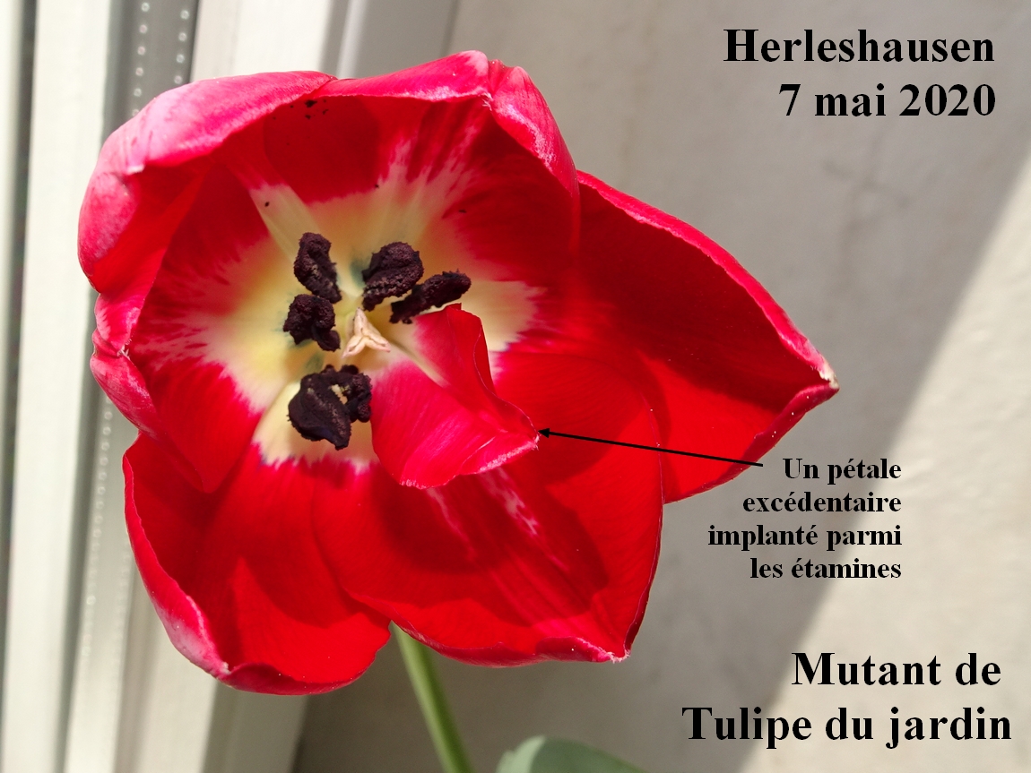 Annexe Tulipe-mutante-JLP.jpg
