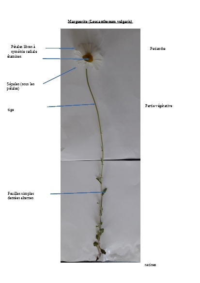 Annexe marguerite.jpg