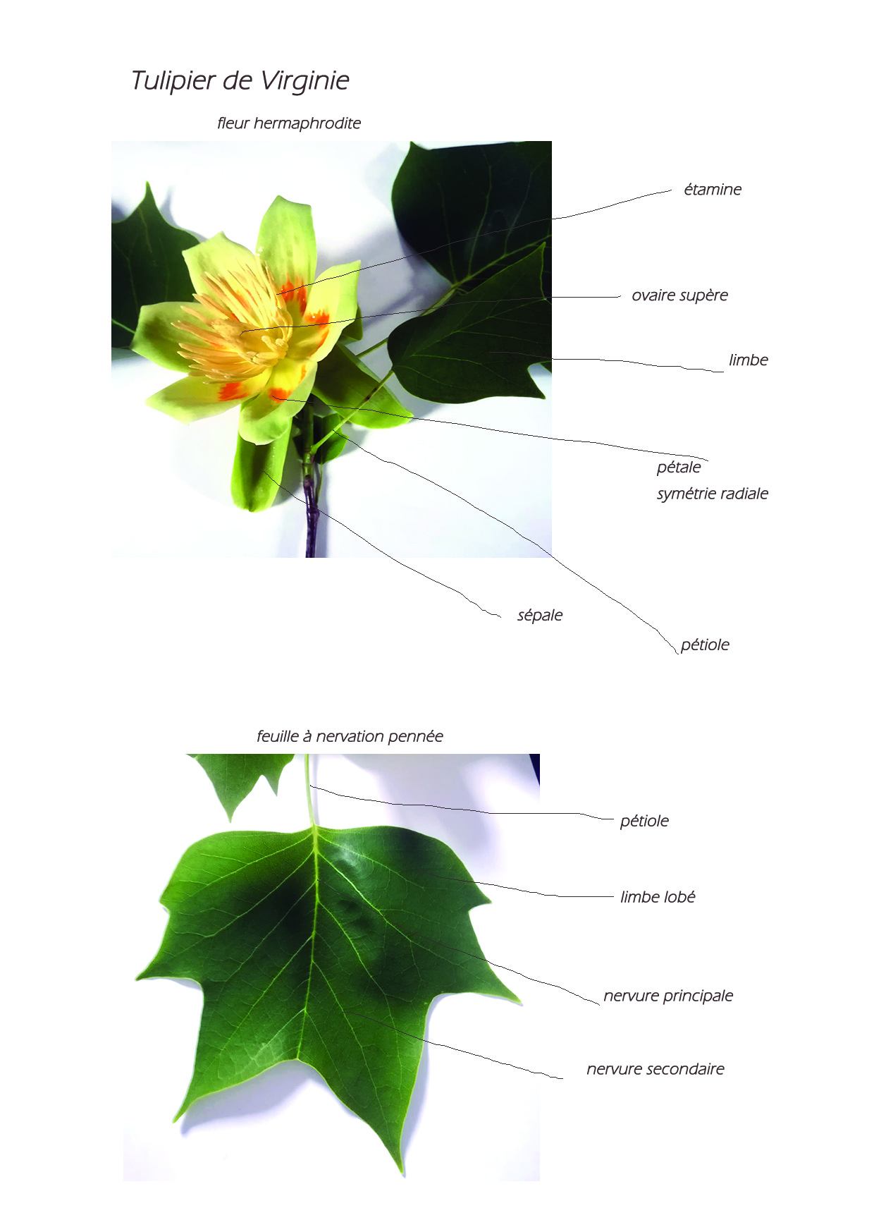 Annexe cours 3 _ fleur de tulipier de Virginie.jpg