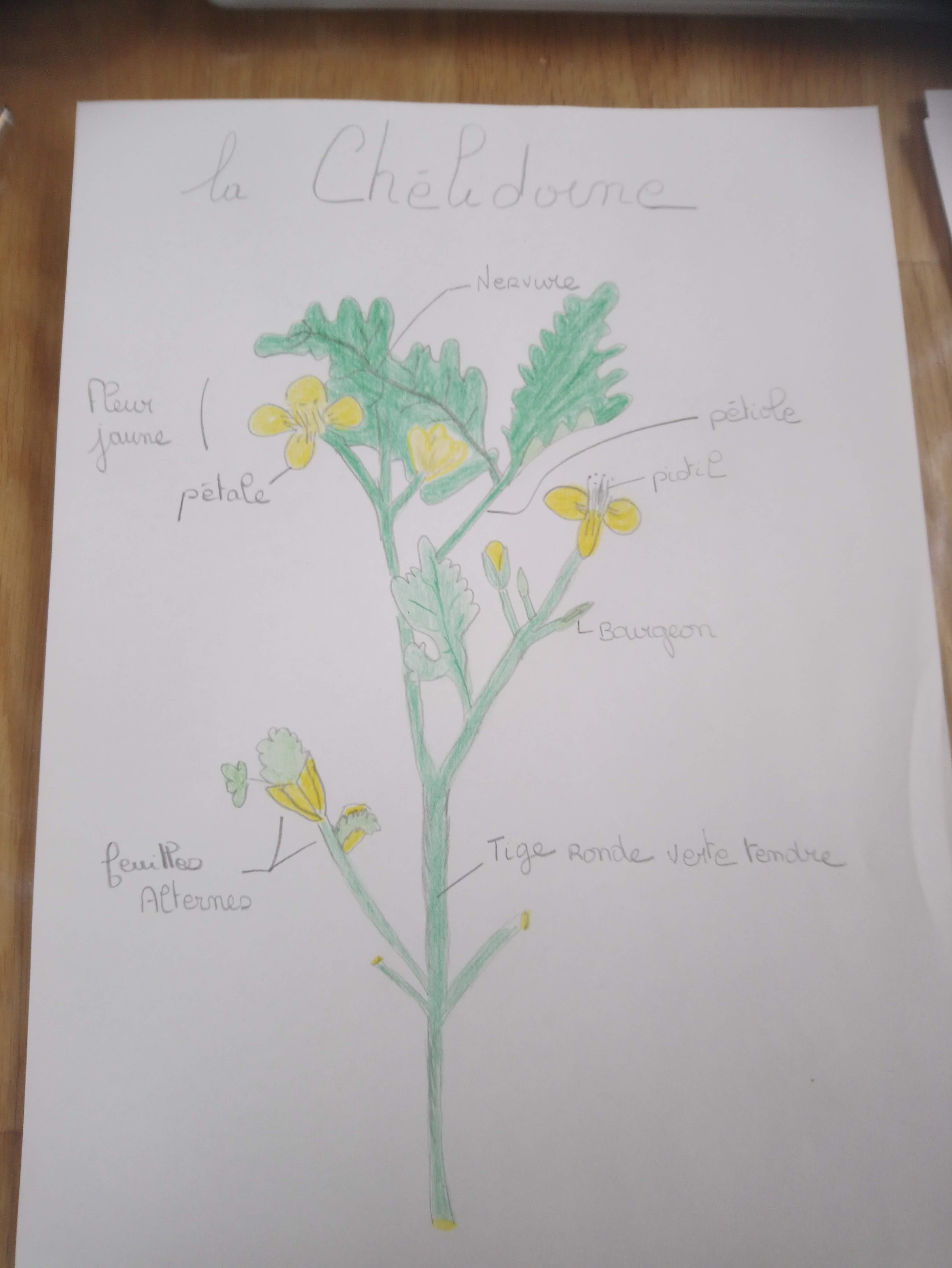 Annexe chélidoine.JPG