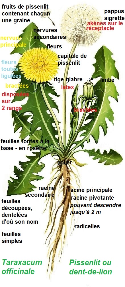 Annexe ajout           Pissenlit    Taraxacum officinale.jpg