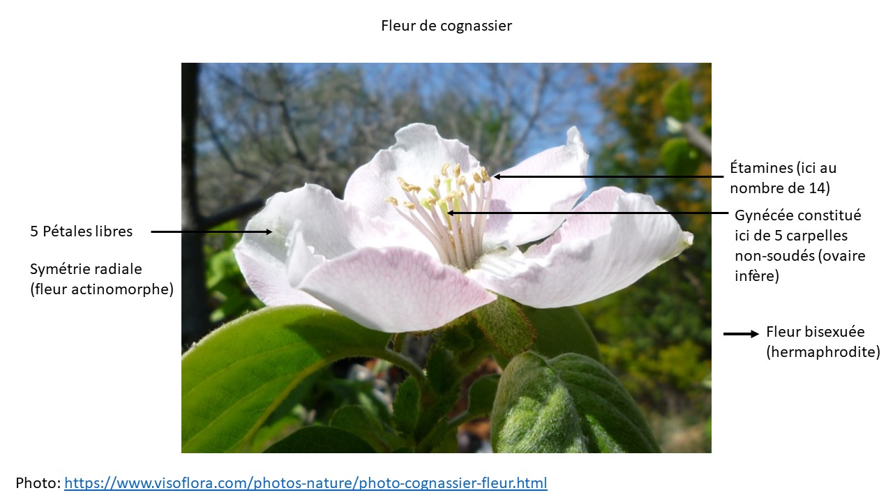 Annexe activite fleur.jpg