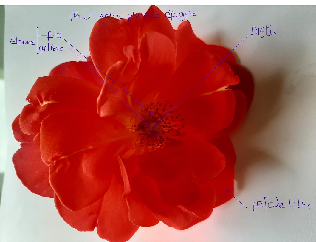 Annexe Rose annotée2.jpg