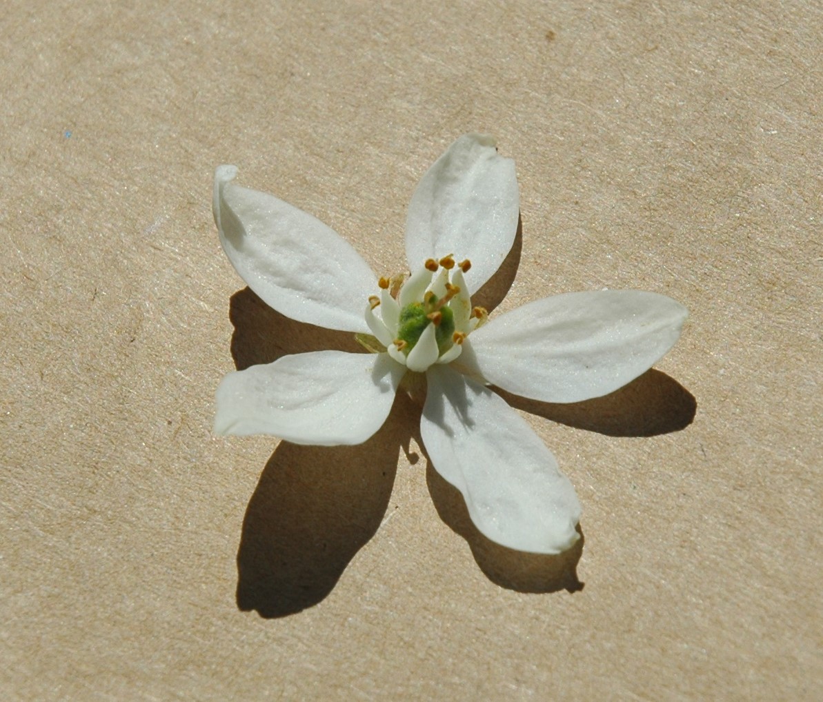 Annexe Oranger du Mexique (Choisya ternata)_1.JPG