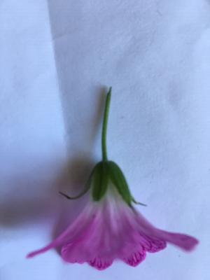 Annexe Géranium sauvage 1.jpg