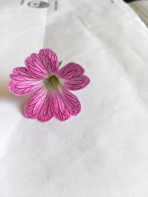 Annexe Géranium sauvage 2.jpg