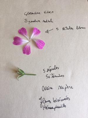 Annexe Géranium sauvage 3.jpg