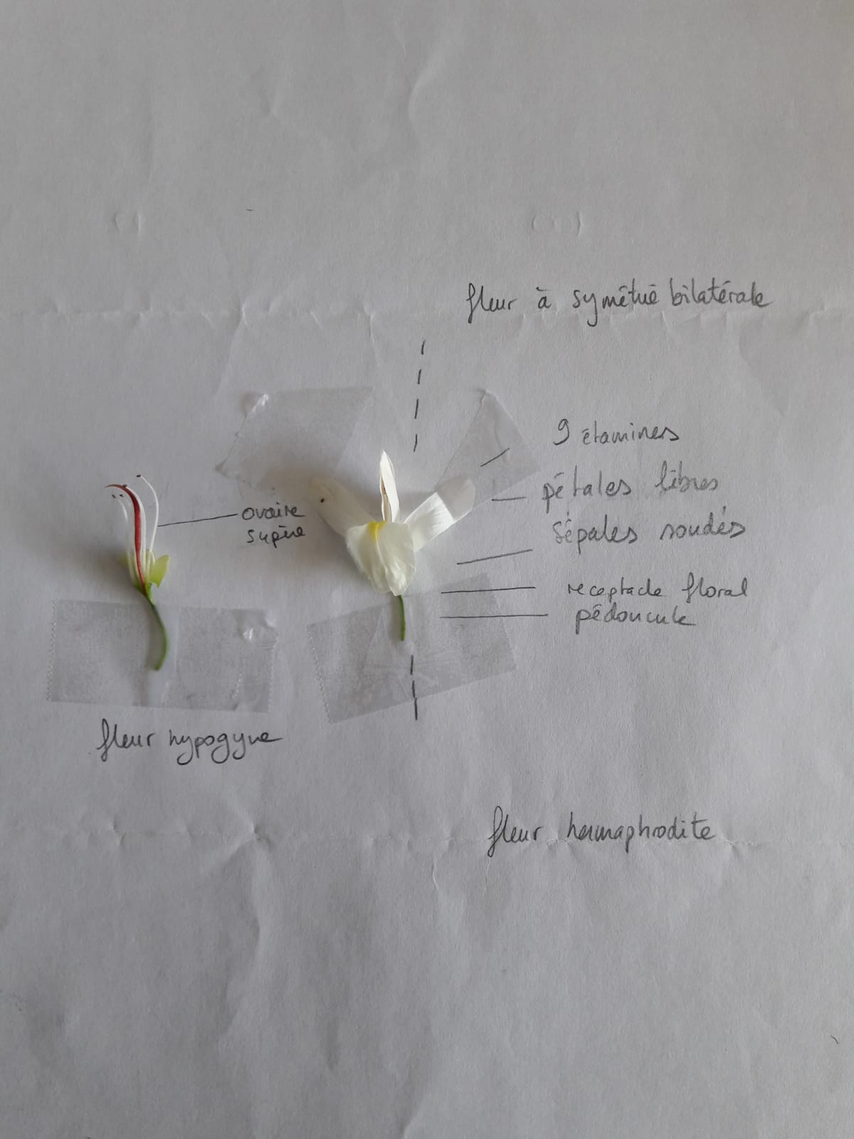 Annexe WhatsApp Image 2020-05-06 at 15.41.19.jpeg