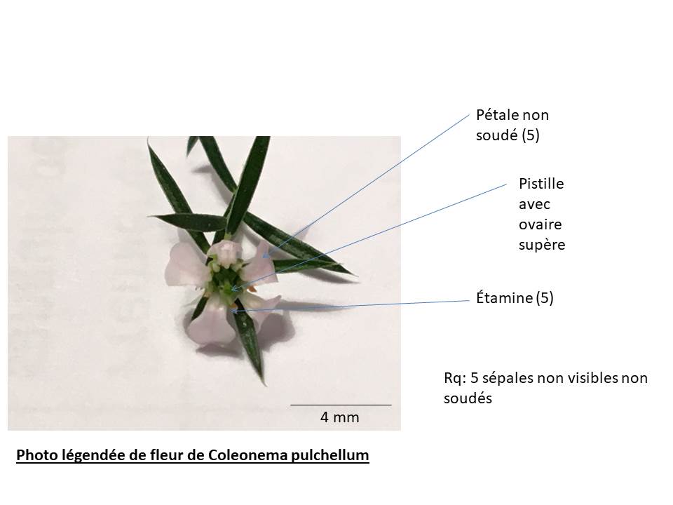 Annexe photo légendée de Coleonema pulchellum.jpg
