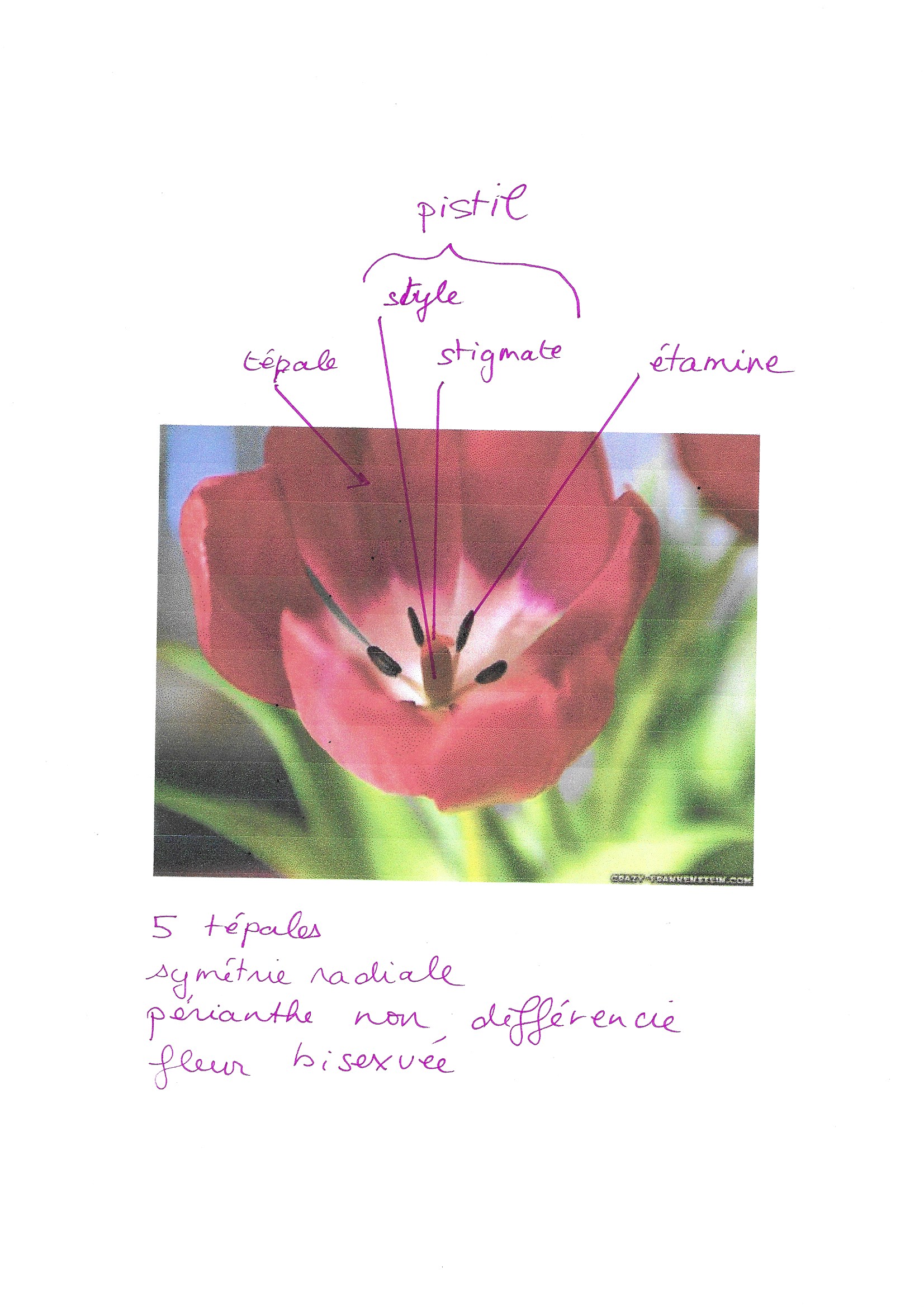 Annexe organe fleur.jpg