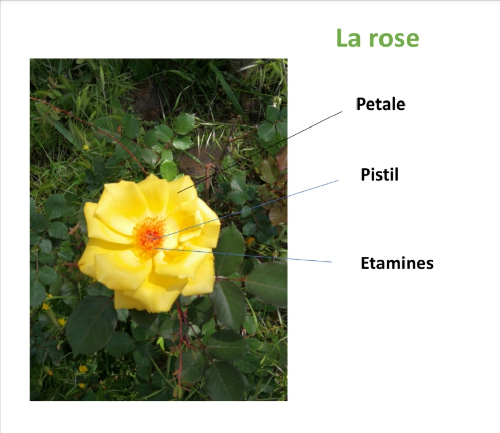 Annexe Screenshot_20200507_161057.jpg