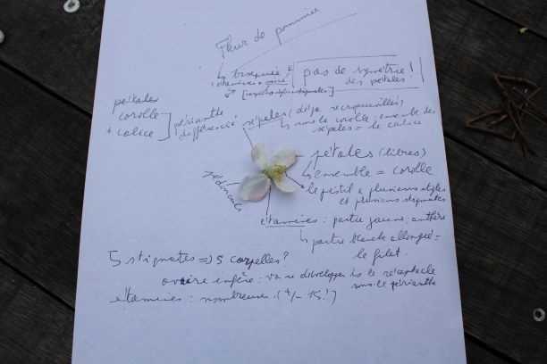 Annexe fleur de pommier.JPG