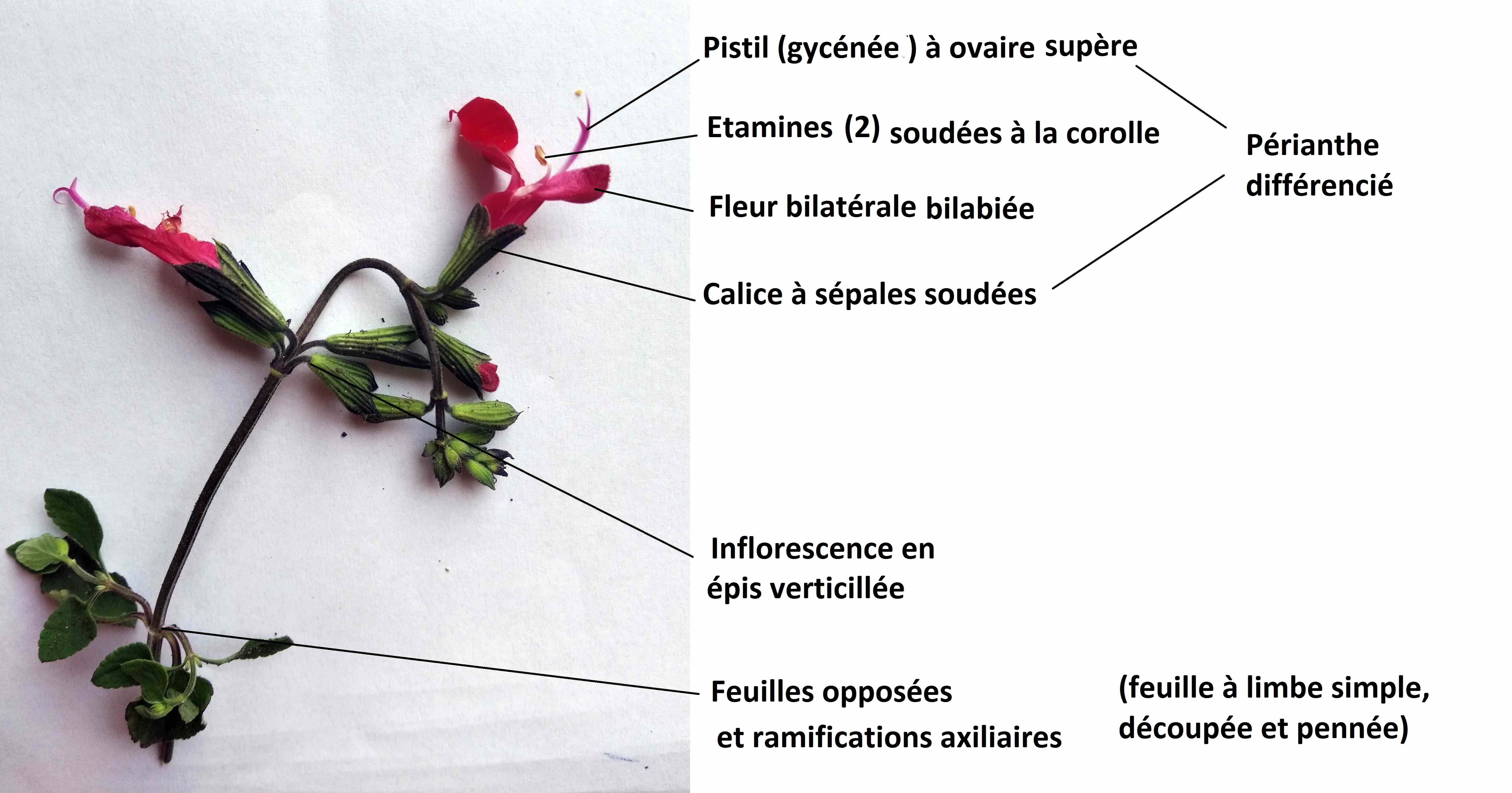 Annexe IMG_20200508_102246.jpg