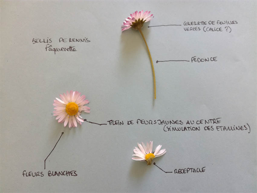 Descriptif paquerette