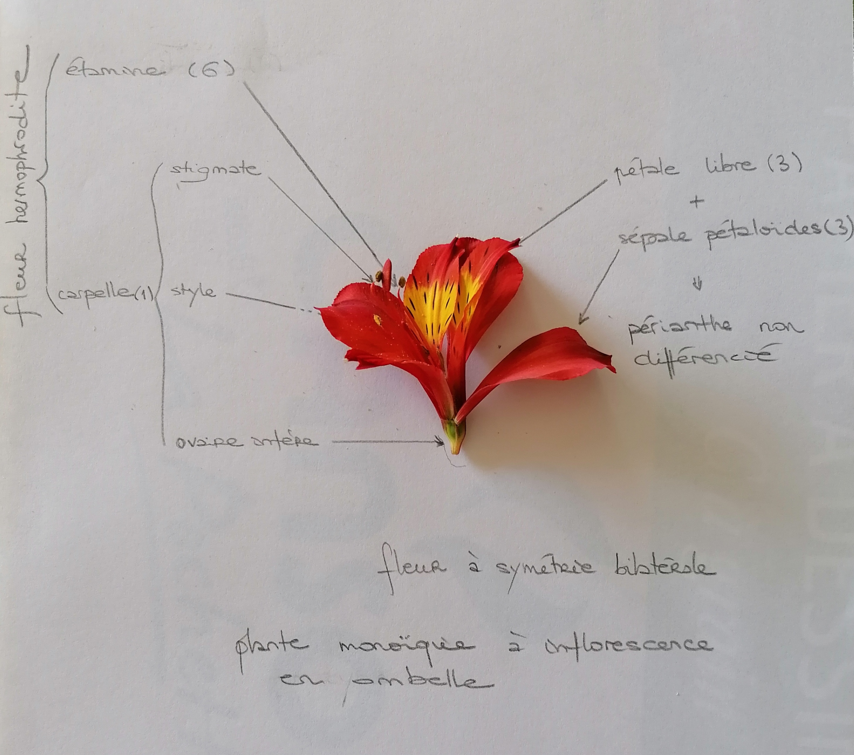 Fleur d'une plante exotique