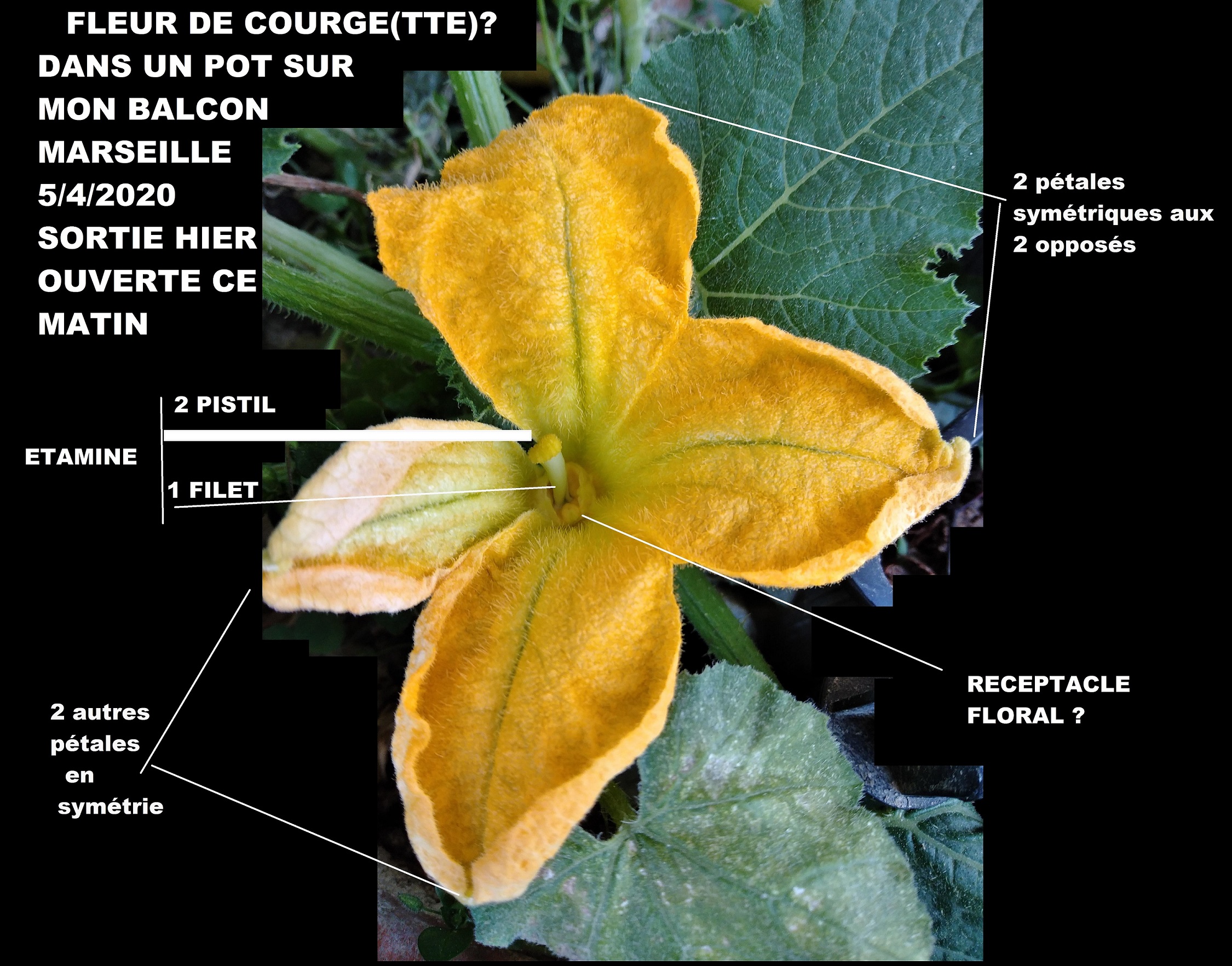 FLEUR DE CURCUBITACEE