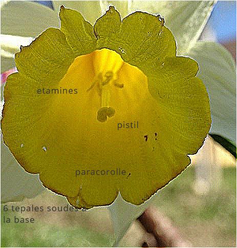 jonquille du moins sa corolle