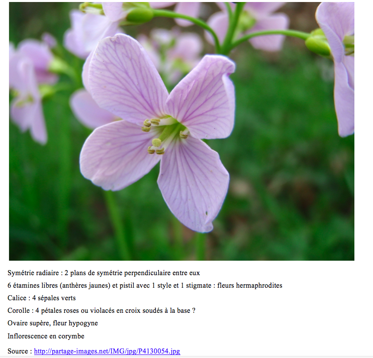 Cardamine pratensis