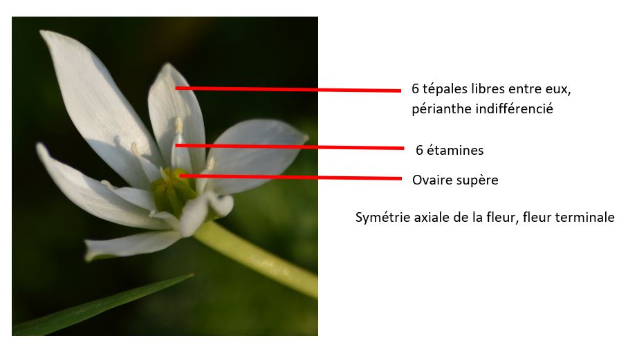 Photo d'ornithogalum umbellatum annotée