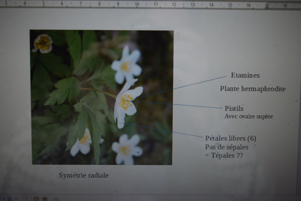 description inflorescence