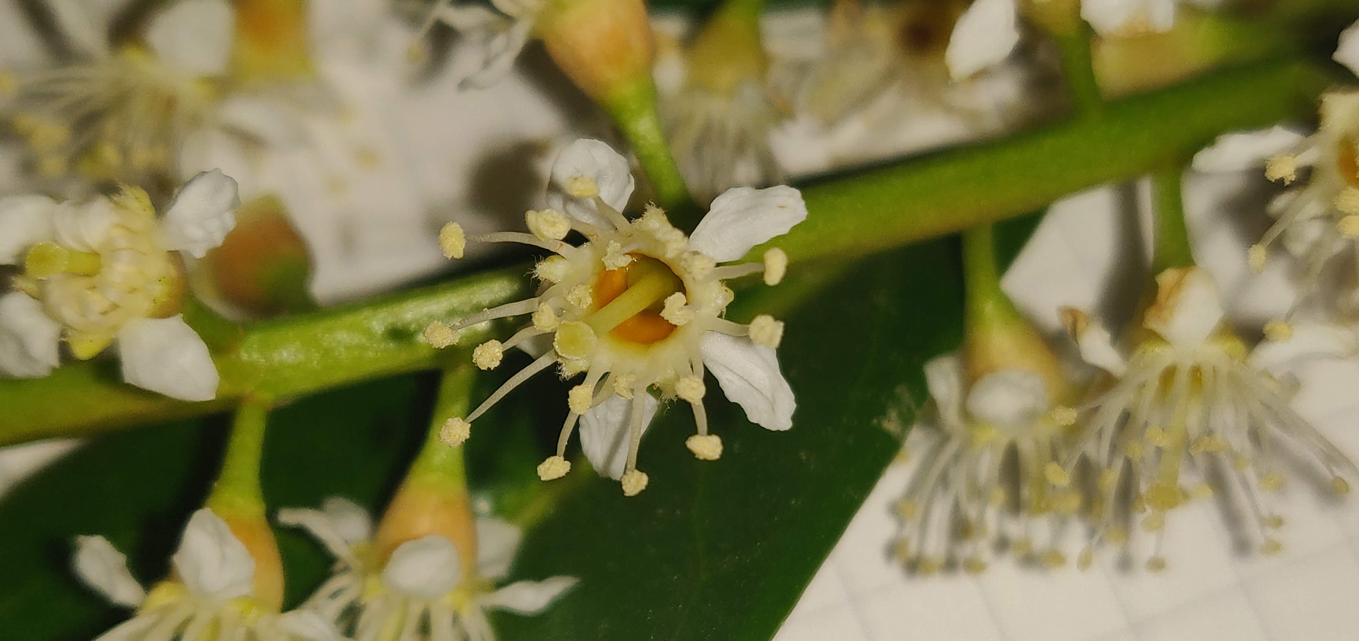 fleur de Prunus lorocerasus