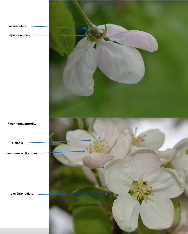 fleur de pommier à 5 pétales