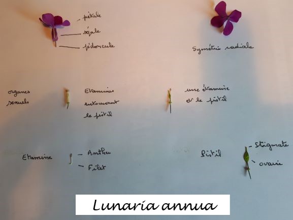 Vue de la fleur de côté, du dessus et présentation de l'organisation des étamines et du pistil
