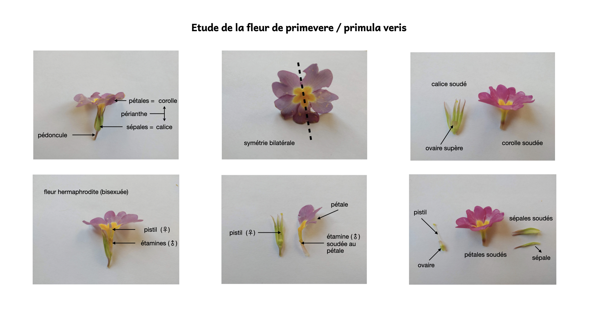 étude de la fleur de primevère