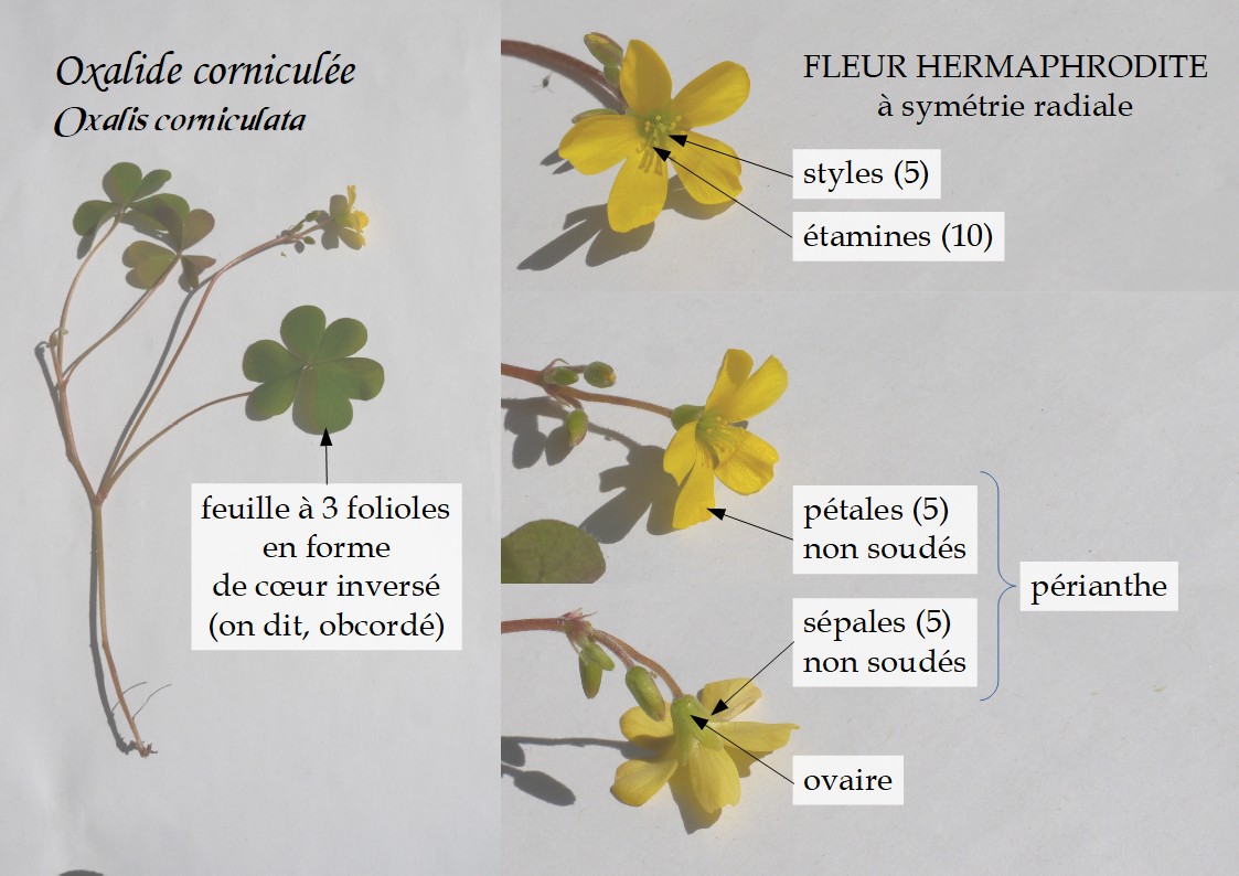 Oxalis_corniculata