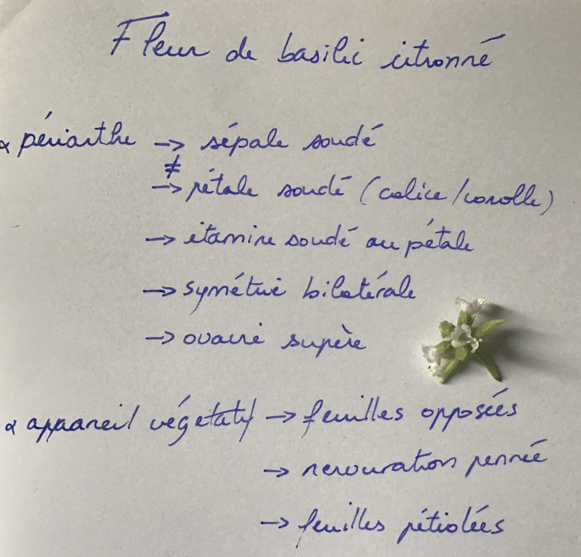 fleur de basilic citronné