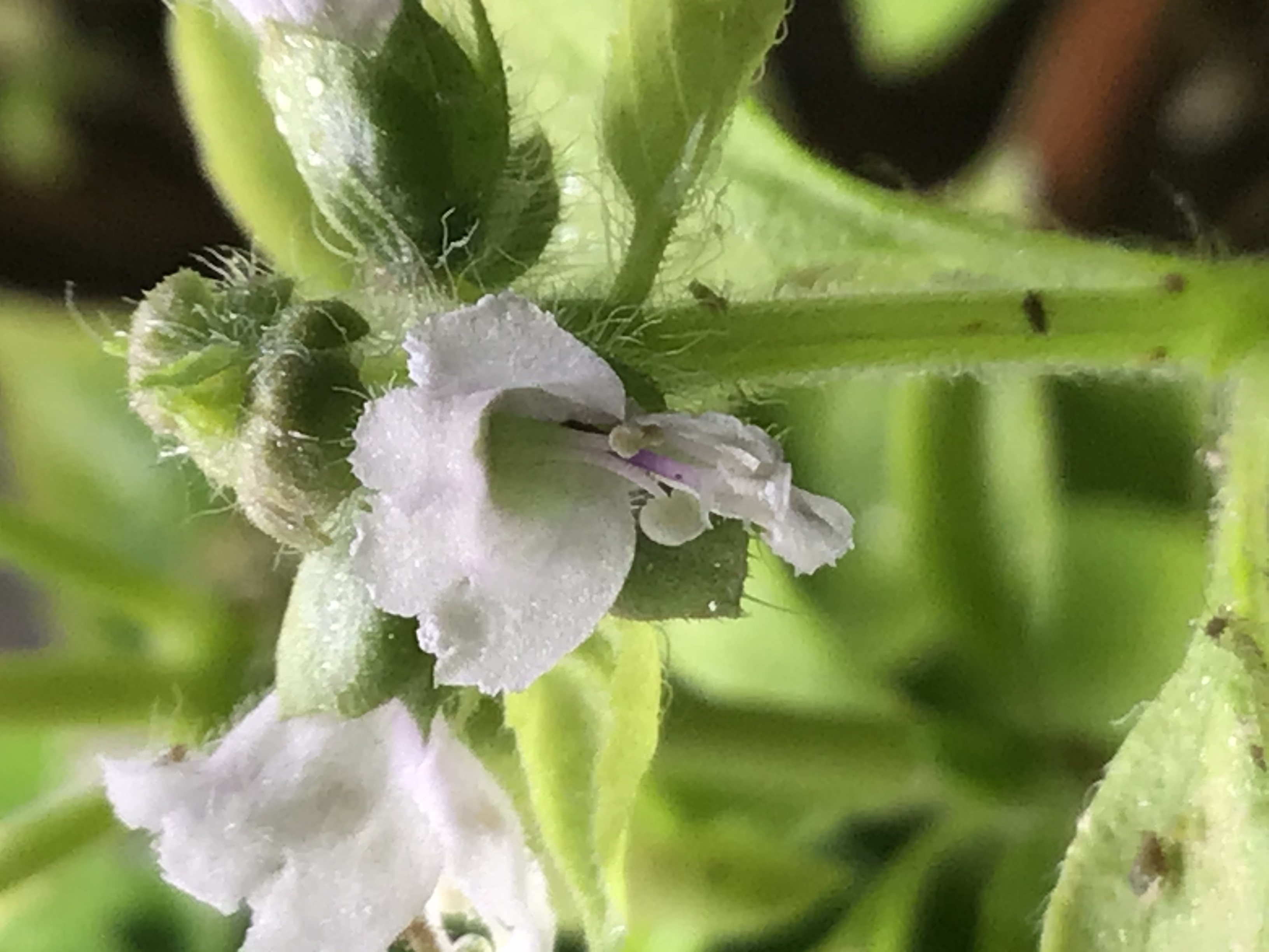 fleur de basilic citronné