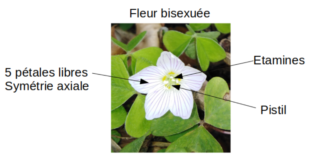 fleur_oxalis