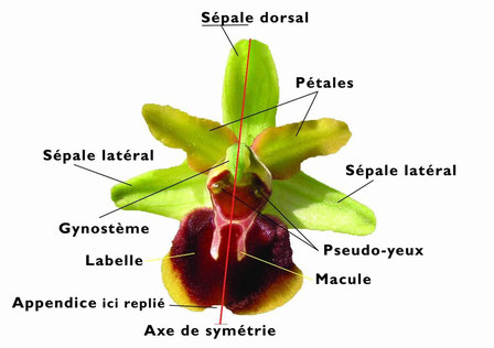 Descriptif d'Ophrys araneola