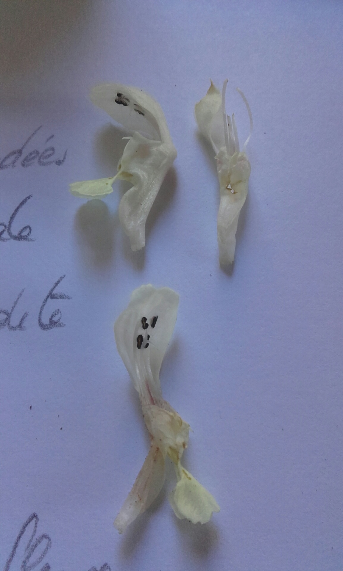 Description lamier blanc2