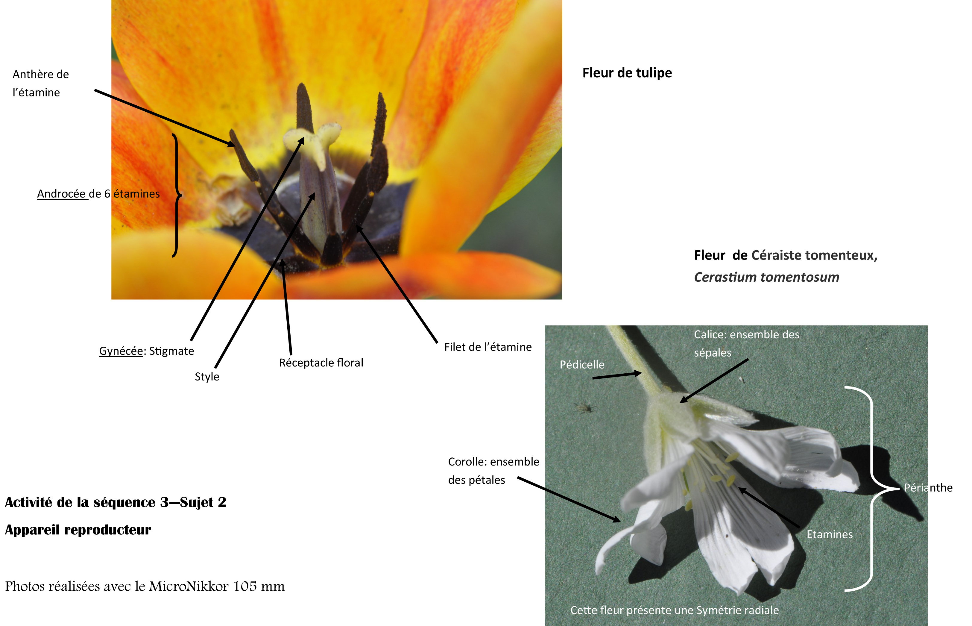 Fleurs de tulipe et de céraiste