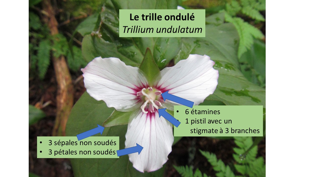 Trillium undulatum