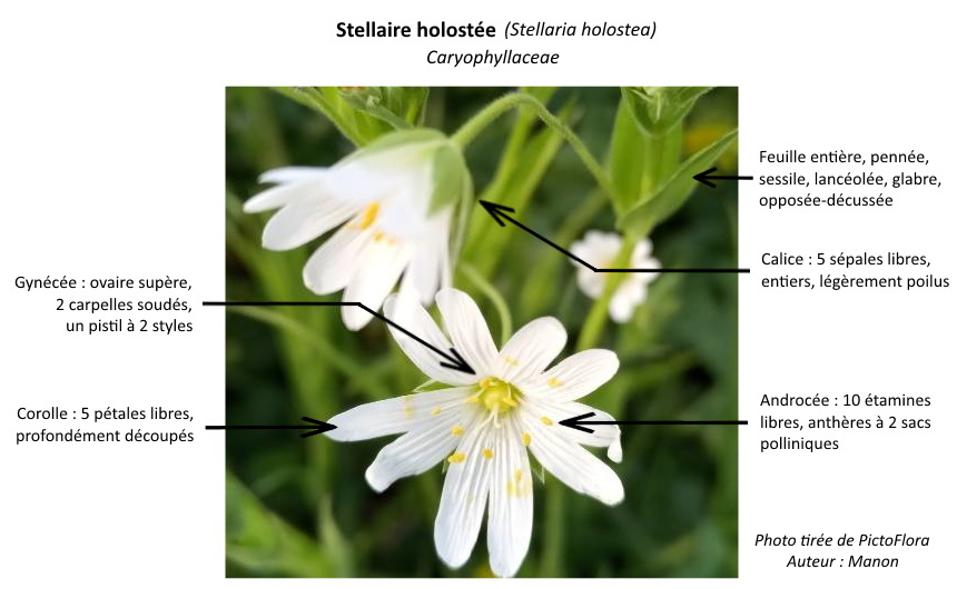 Photo de stellaire holostée annotée, photo de Manon (PictoFlora)