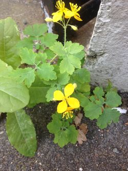 herbe aux verrues photo