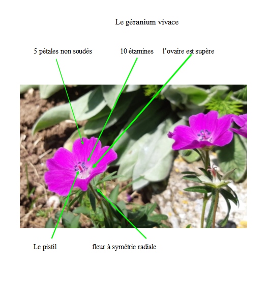 géranium vivace