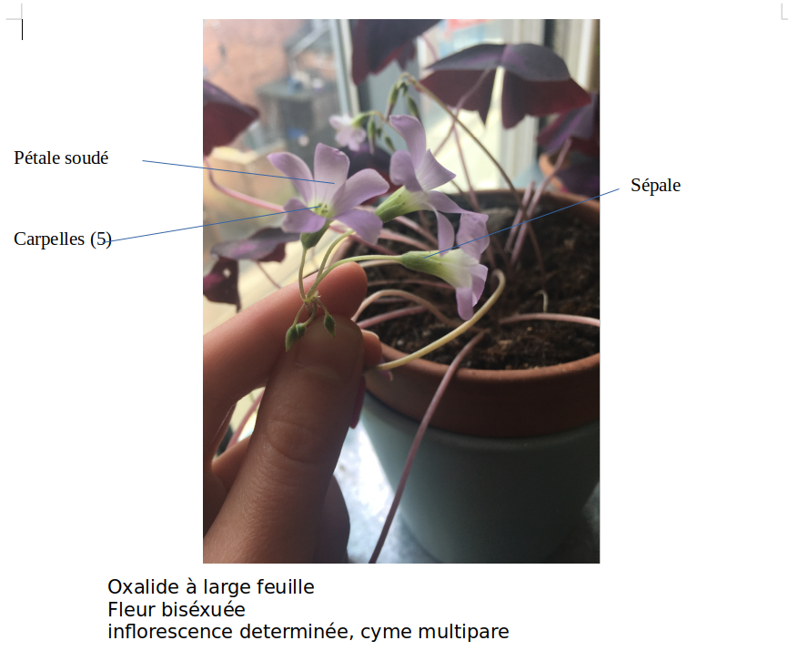 Oxalide à feuille large