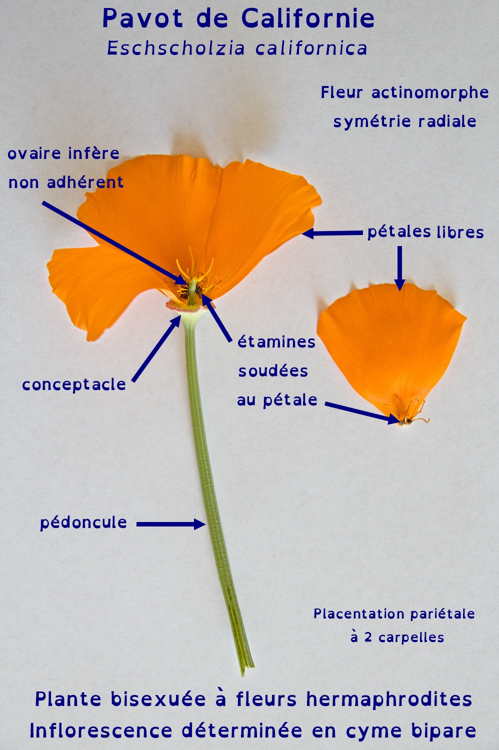 Schéma fleur de pavot de californie